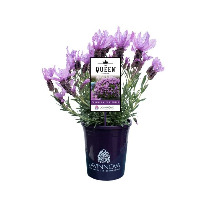 140mm Lavender LAVINNOVA® The Queen - Lavandula