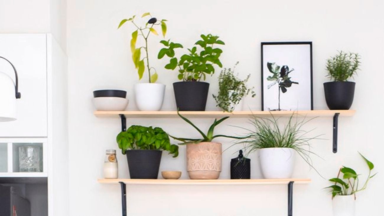 A collection of indoor plants in pots on wooden shelves.