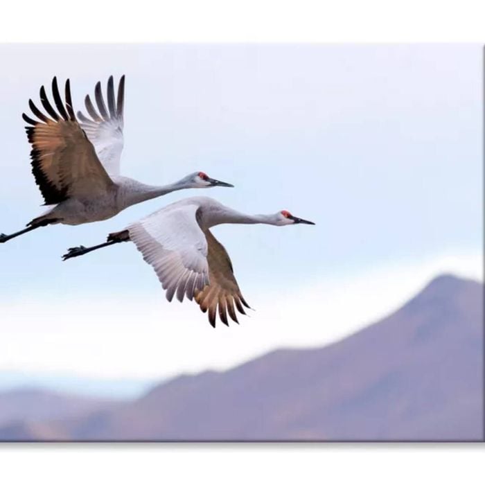 Flying Cranes & Mountain Sky View  Print 100% Australian Made 75 x 50cm  (Stretched)