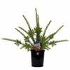 140mm Aussie Mates Range Grevillea Nancy Otzen - Grevillea rosmarinifolia