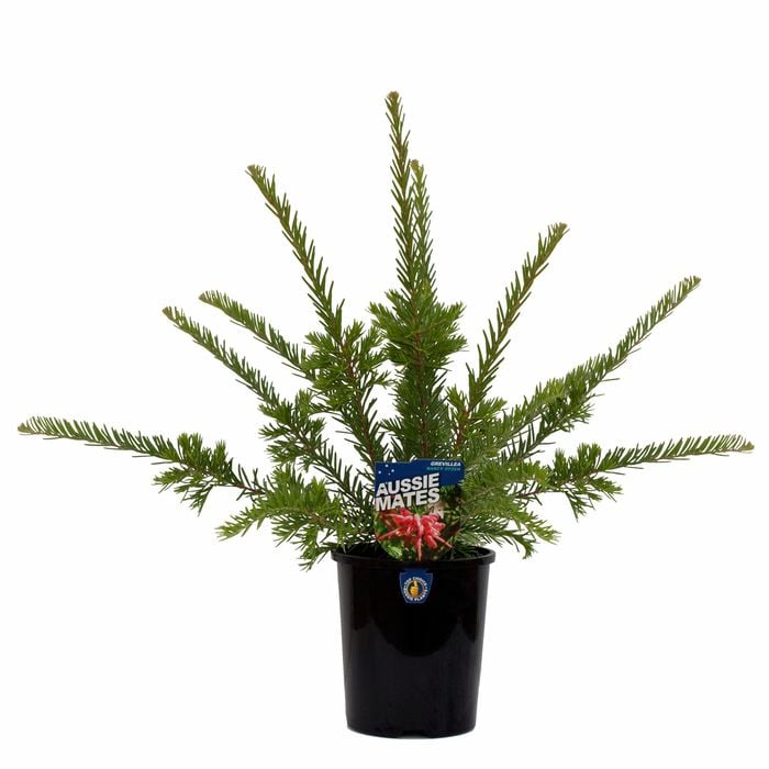 140mm Aussie Mates Range Grevillea Nancy Otzen - Grevillea rosmarinifolia