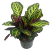 200mm Calathea Illustris - Calathea roseopicta