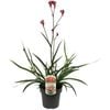 180mm  Bush Crystal Kangaroo Paw - Anigozanthos hybrid