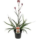 180mm  Bush Crystal Kangaroo Paw - Anigozanthos hybrid