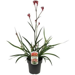 180mm  Bush Crystal Kangaroo Paw - Anigozanthos hybrid