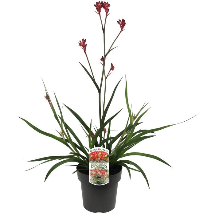 180mm  Bush Crystal Kangaroo Paw - Anigozanthos hybrid