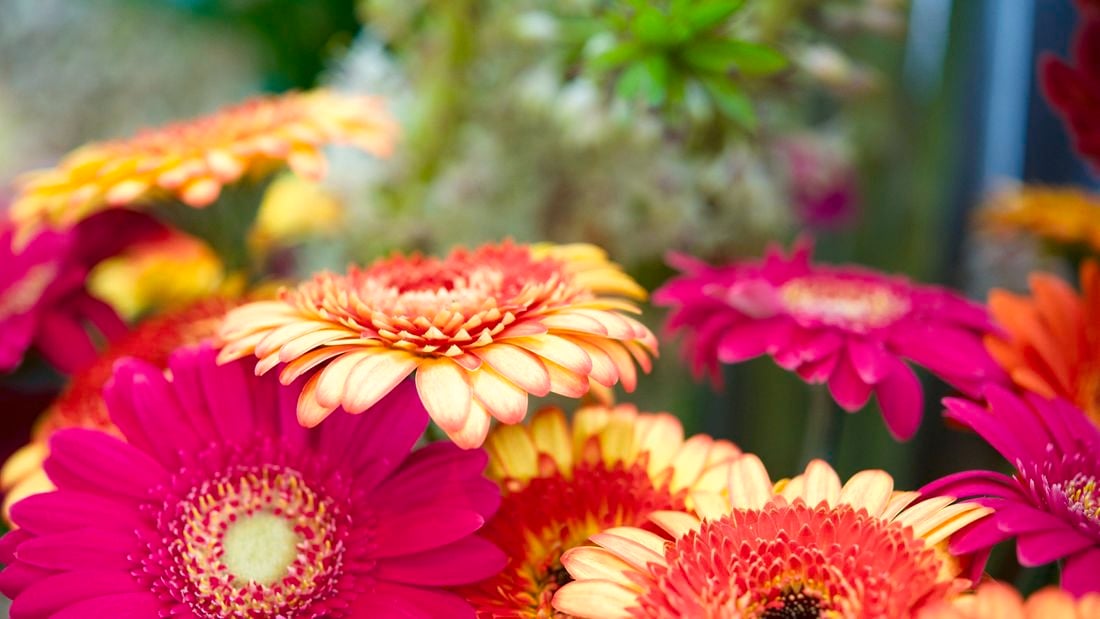 brightly coloured gerbera flowers