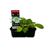 Punnet Wong Bok - Brassica rapa ssp. Pekinensis