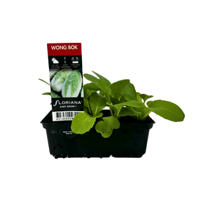 Punnet Wong Bok - Brassica rapa ssp. Pekinensis