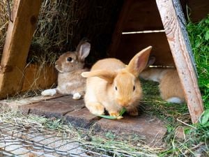 Red and brown rabbits in wooden hutch eating grass
