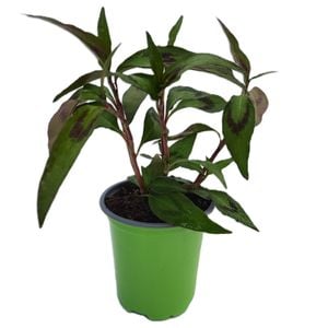 90mm Nudo Herbs Vietnamese Coriander - Persicaria odorata 