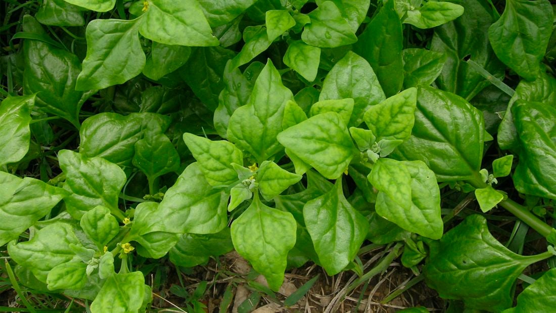 Diamond-shaped leaves of warrigal greens