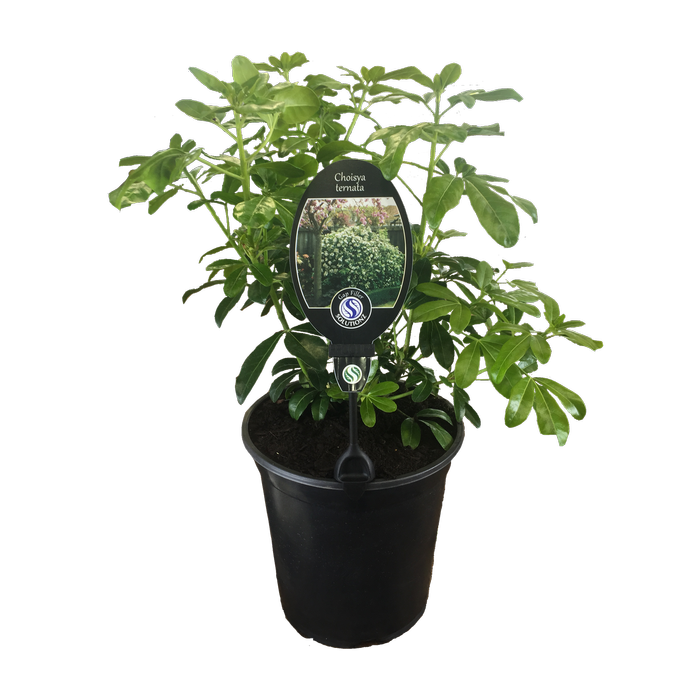 3.5L Mexican Orange Blossom - Choisya ternata