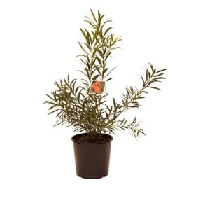 200mm Callistemon King's Park Special - Callistemon