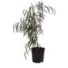 200mm Agonis Burgundy - Agonis flexuosa