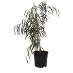200mm Agonis Burgundy Purple leaf Peppermint Willow - Agonis flexuosa Burgundy