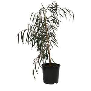 200mm Agonis Burgundy - Agonis flexuosa