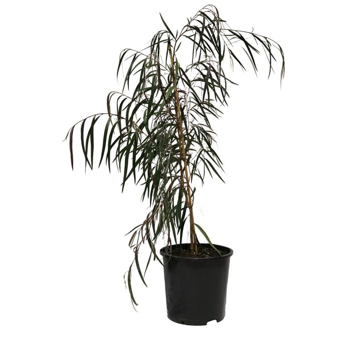 200mm Agonis Burgundy - Agonis flexuosa