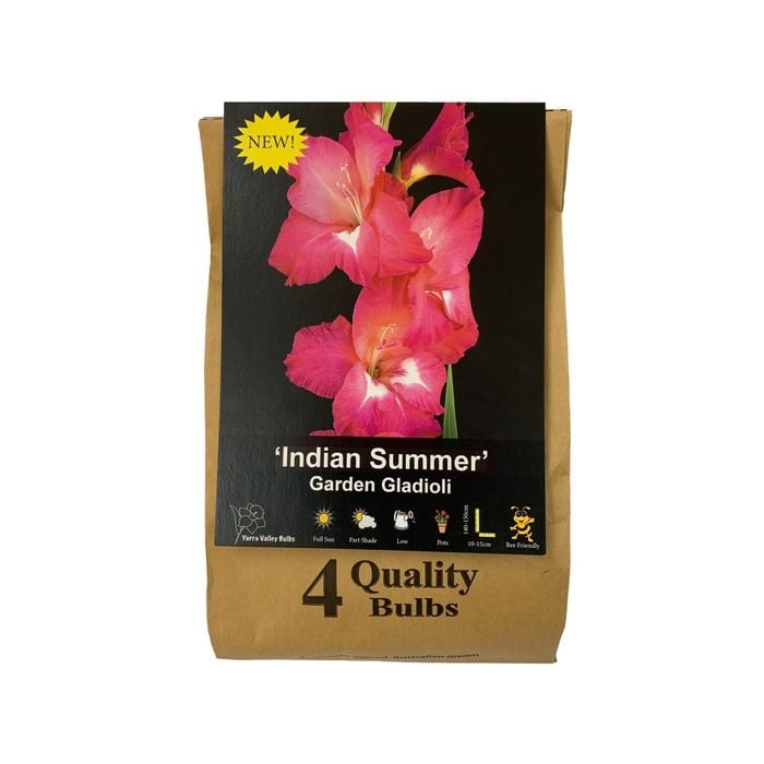 Yarra Valley Bulbs Gladioli Indian Summer 4 Pack