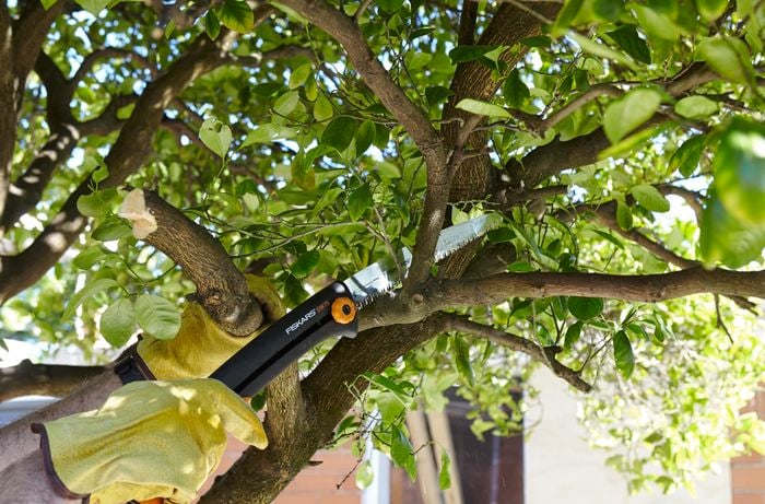A person cutting a tree branch with a pruning saw