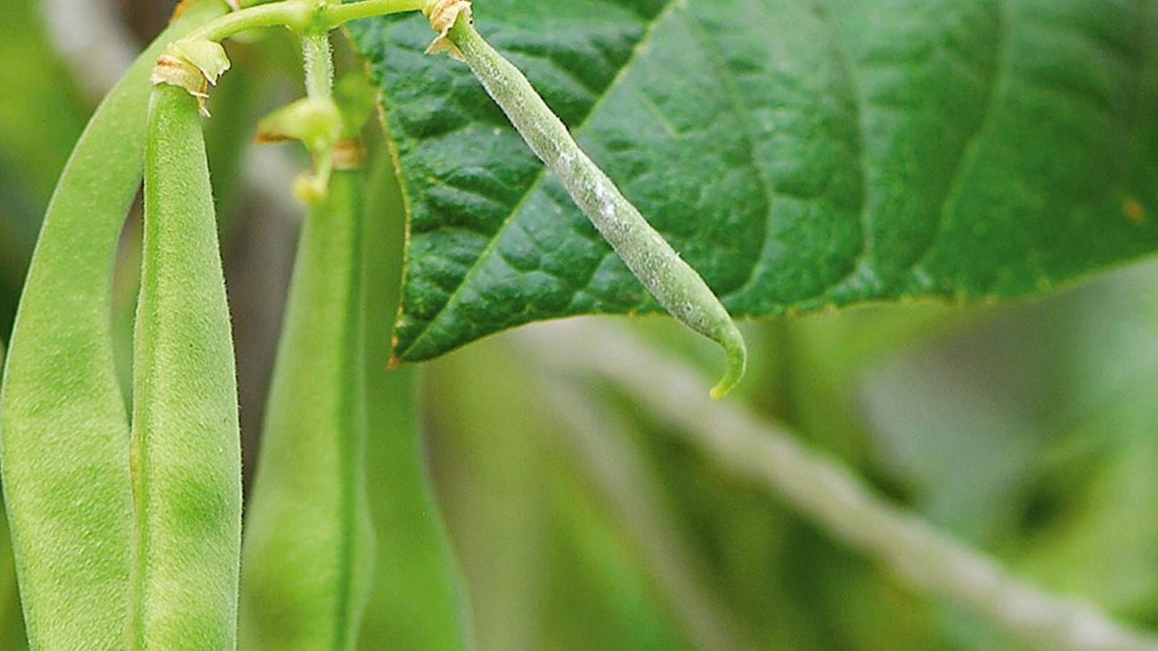 Snow pea pods.