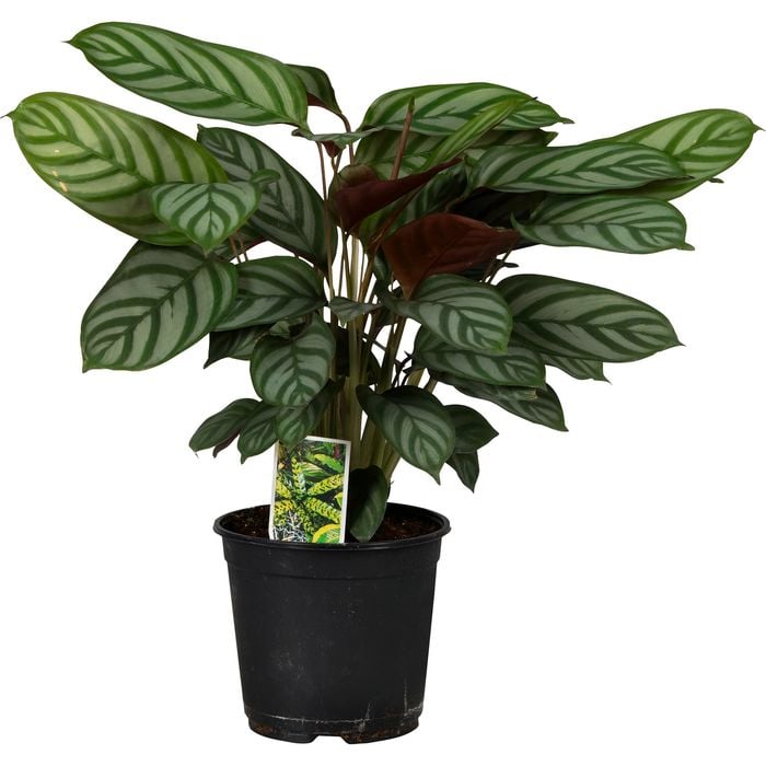 140mm Prayer Plant - Ctenanthe setosa