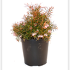 250mm Pink Midget - Grevillea sericea
