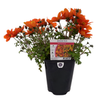 150mm Assorted Bidens - Bidens hybrid
