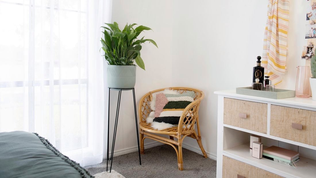 Peace lily is a planter within a cosy interior setting.
