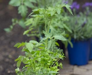 A small plant