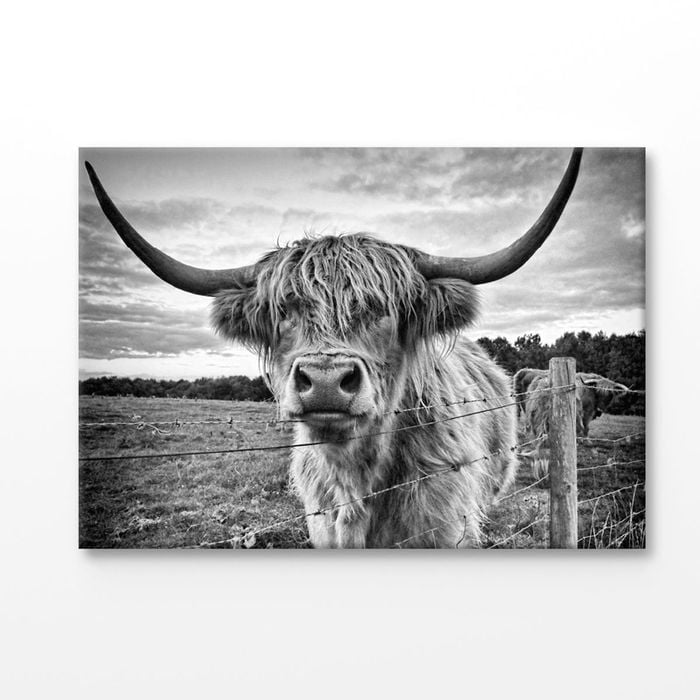 Highland Cow B&W Photograph Print 100% Australian Made 120x90cm (Stretched Canvas)