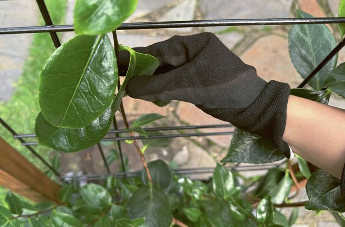 A gloved hand guiding a plant stem onto a trellis.