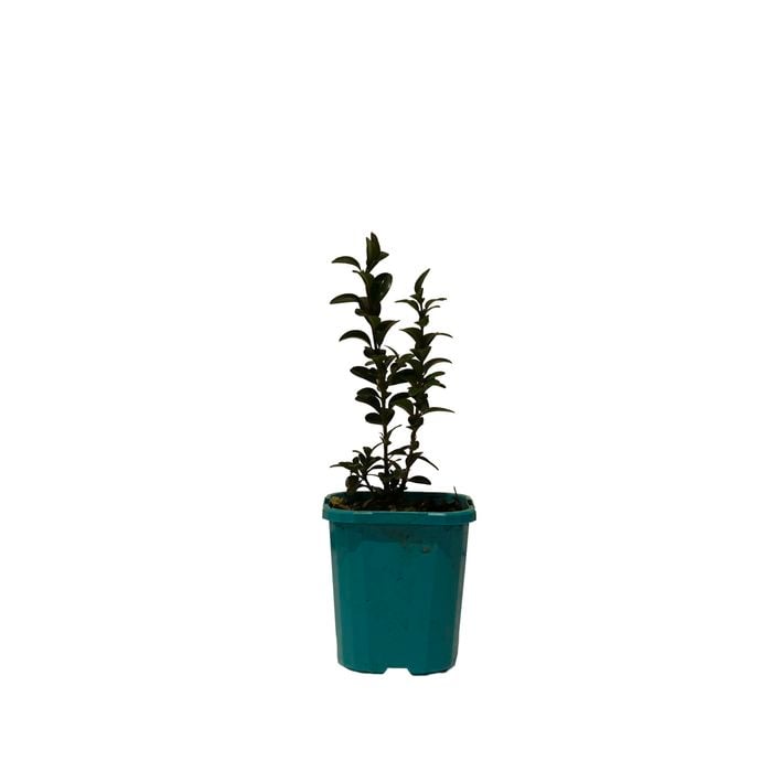 100mm Buxus English Box - Buxus sempervirens
