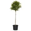400mm Standard Cumquat Calamondin - Citrus x microcarpa