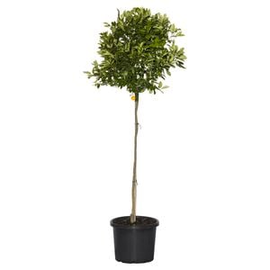 400mm Standard Cumquat Calamondin - Citrus x microcarpa