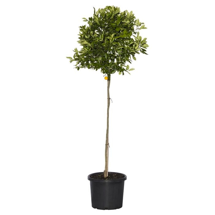 400mm Standard Cumquat Calamondin - Citrus x microcarpa