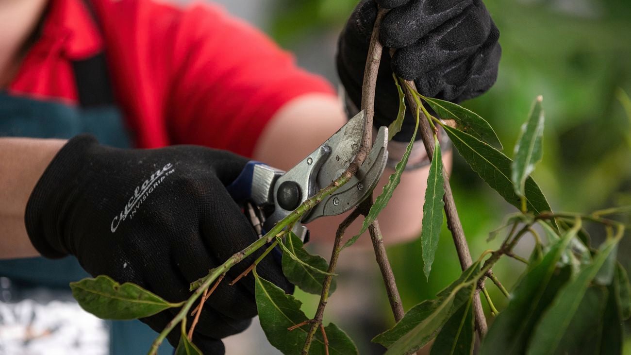Cutting Bay Trees