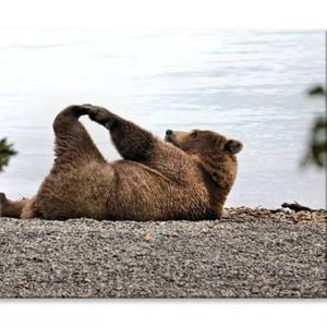 A Bear Stretches on The Beach  Print 100% Australian Made 90 x 60cm  (Stretched)