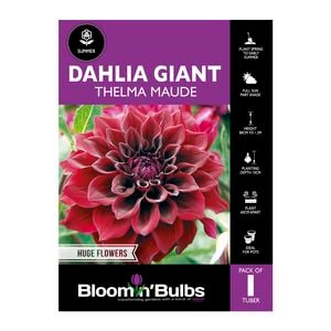 Bloomin Bulbs Dahlia Thelma Maude - 1 Pack