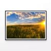Grass with the Sun Setting  Print 100% Australian Made 90x60cm  (Poster)