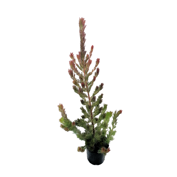 140mm Adenanthos Bronze Glow - Adenanthos sericeus