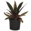 120mm Pinky Dwarf Boat Lily -  Rhoeo spathacea Pinky