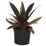 120mm Pinky Dwarf Boat Lily -  Rhoeo spathacea Pinky