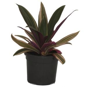 120mm Pinky Dwarf Boat Lily -  Rhoeo spathacea Pinky
