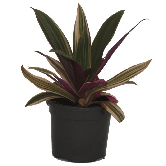 120mm Pinky Dwarf Boat Lily -  Rhoeo spathacea Pinky