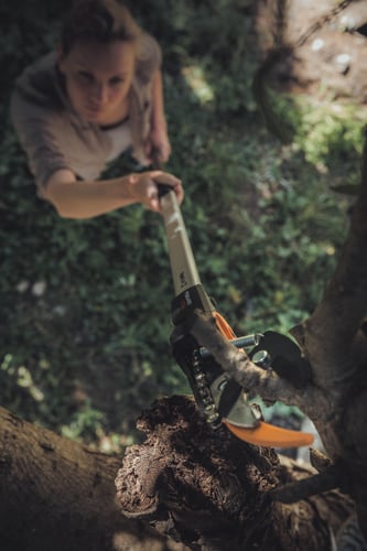 A tree being pruned with a tree pruner