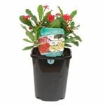 150mm Euphorbia - Euphorbia milii