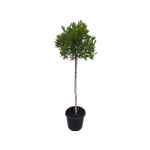 30L Bay Laurel - Laurus nobilis Standard