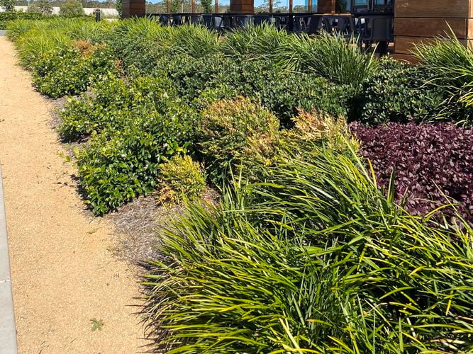 landscaped garden