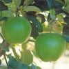 Bagged Malus Domestica Dwarf Granny Smith Apple